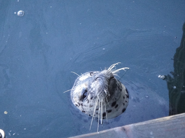 A seal begs for food